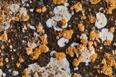 Yellow and white microbial colonies