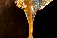 Microbes and slime on a root