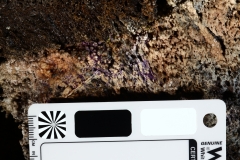 Purple mineral and secondary minerals on the cave wall