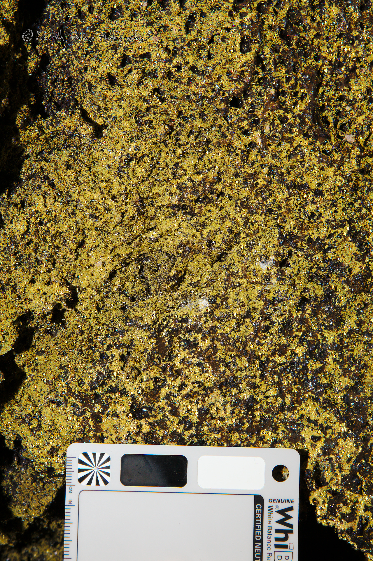 Yellow microbial colonies