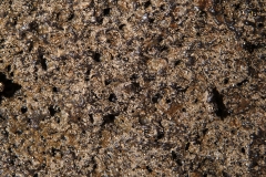 White and tan microbial colonies