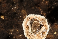 White and tan microbial colony with water droplet