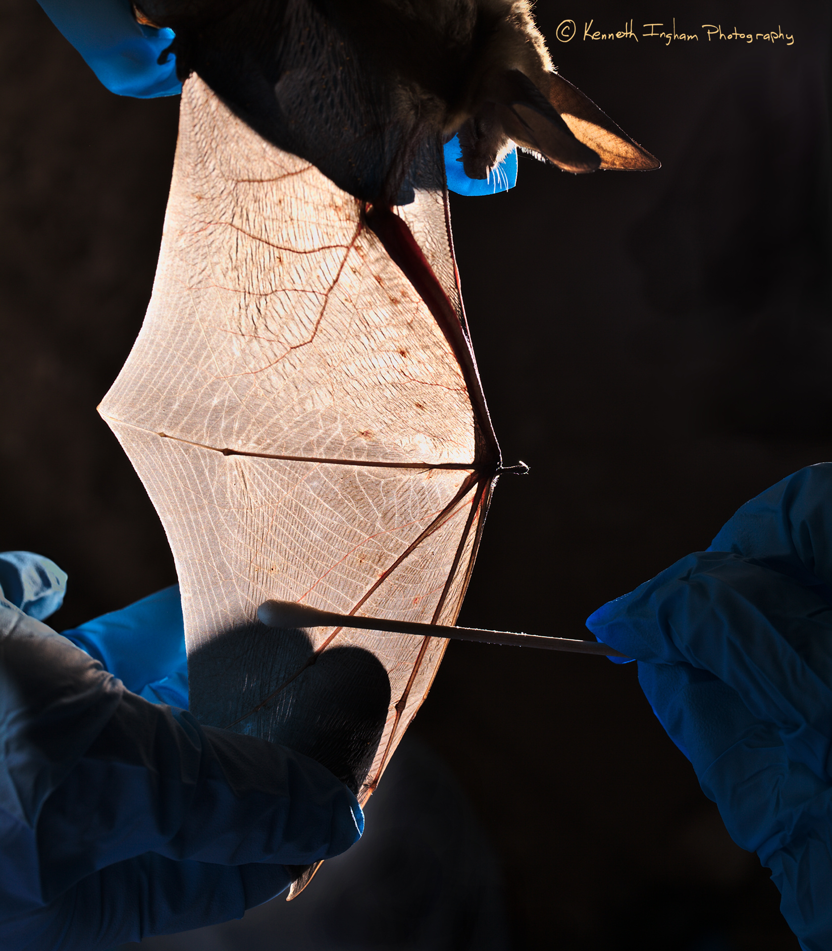 Swabbing a Pallid bat (Antrozous pallidus), backlit wing