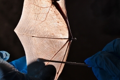 Swabbing a Pallid bat (Antrozous pallidus), backlit wing