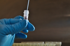 Putting biomass from a culture into a bead tube