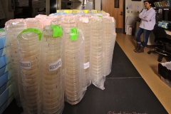 Nicole and the stacks of actinobacteria cultured from bats in NM and AZ