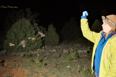 Clara releasing a Myotis sp. after processing