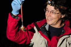 Bat research near Ft Stanton, NM. The bat was unharmed, only an
