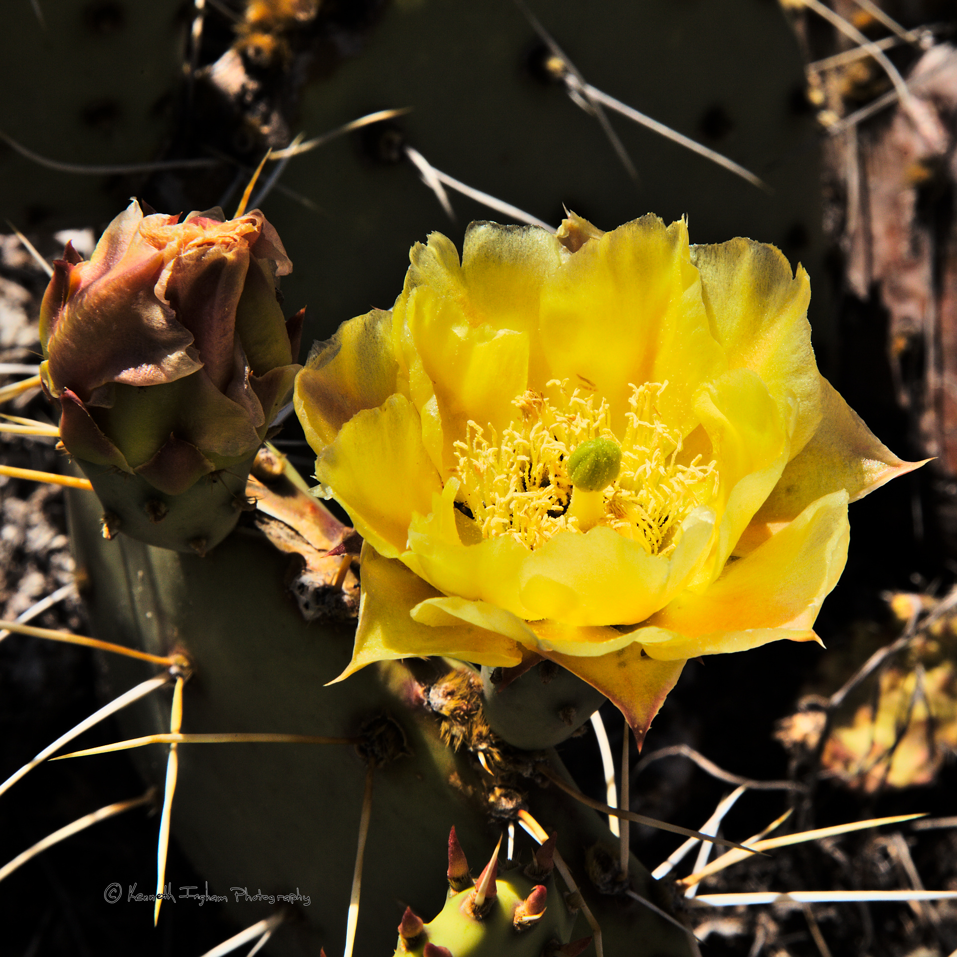 Prickly pear (Opuntia sp.) blossom