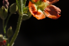 5d3_132604-FB