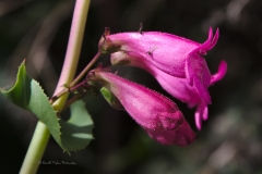 crw_3757-FB