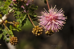 Catclaw acacia (Acacia greggii)