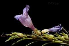 Toadflax penstemon