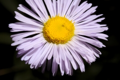 img_38044-FB