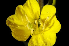 Oenothera elata
