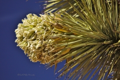 Joshua Tree