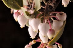 Green leaf manzanita (Arctostaphylos patula) flowers