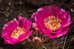 Opuntia spp