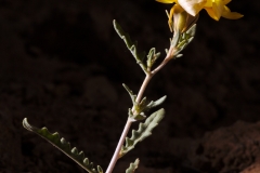 Blazing star; Mentzelia oreophila