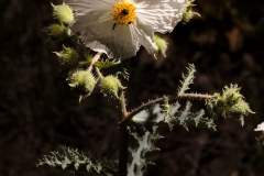 Prickly poppy