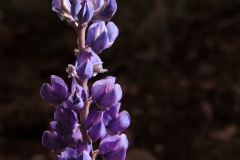 Lupinus sp. blossom stalk