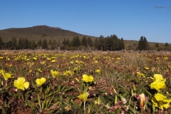 Yellow evening primrose (oenothera sp.) with Mount Dellenbaugh i