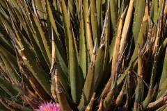 Echinocereus sp. with Agave lechuguilla protecting it