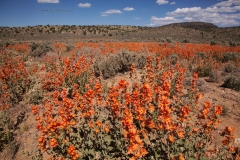 Field of globe mallow