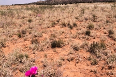 Opuntia sp. and Diamond Butte