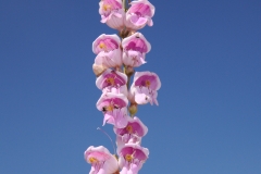 Penstemon palmeri (Palmer's Penstemon)