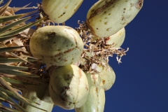 Joshua tree fruit near Pakoon Spring
