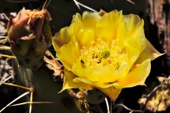 Prickly pear (Opuntia sp.) blossom