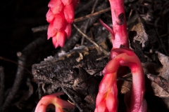 Pinesap