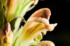 Pedicularis procera (Fernleaf lousewort)