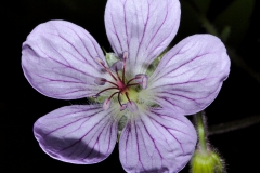 Geranium richardsonii