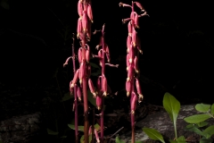 Unknown saprophyte