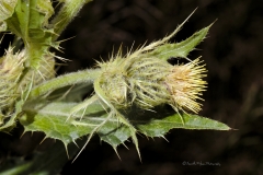 Cirsium